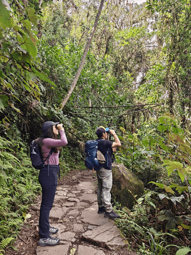 Birding tour to Machupicchu on the Inca Trail to spots tucans, humming birds, cock of the rock, parrots, andean motmots, green jay jay, falcons, tanagers, quetzals